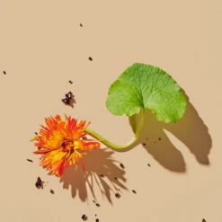 SUPERKIND Refining Cleanser -Beauty Essence Shop Sept8 GotuKola Calendula Ingredient3